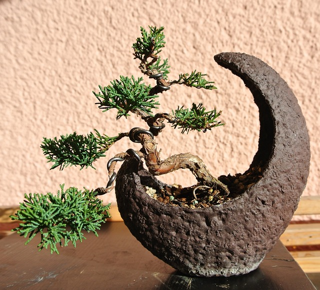 bonsai, juniper, moon shell, thrive