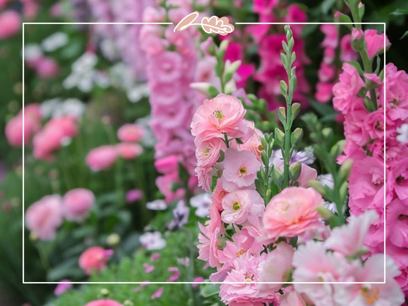 Tall gladiolus and soft pink blooms in full flower bed – Top 50 Flower Species blog by Fabulous Flowers & Gifts.