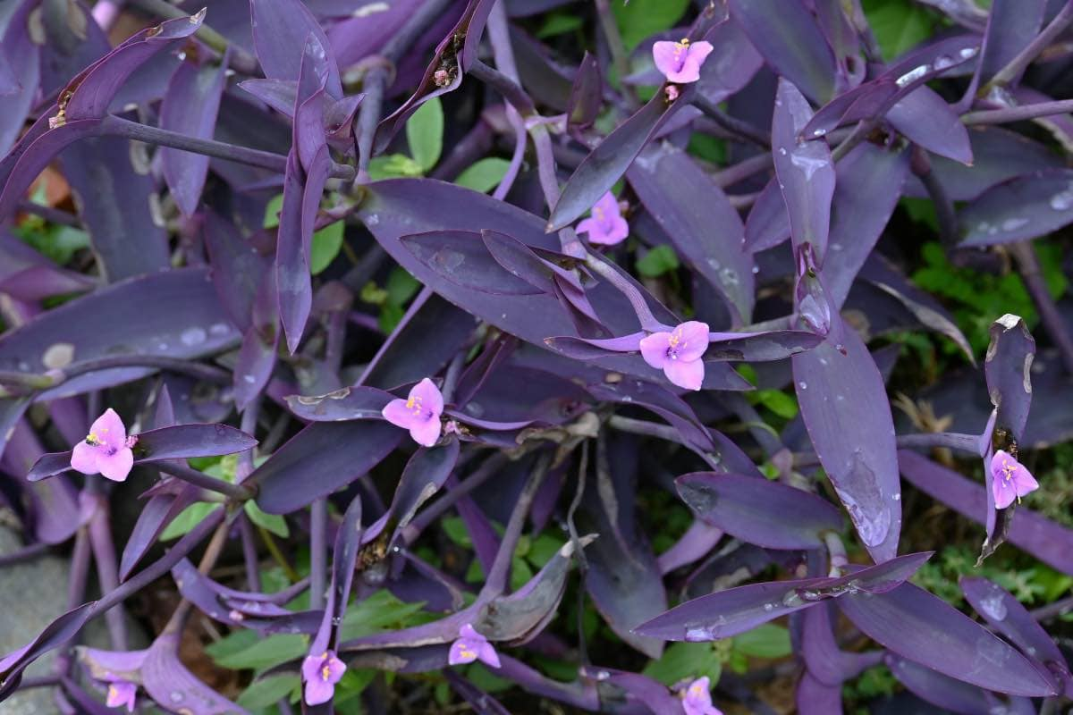 deep purple, vining plant, colorful houseplants