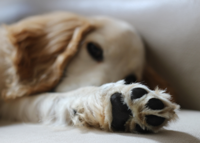 13 Dog Breeds That Use Their Paws A Lot (With Pictures)