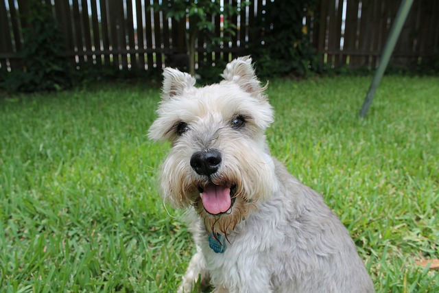 schnauzer, miniature schnauzers, rescue, miniature schnauzer's ears