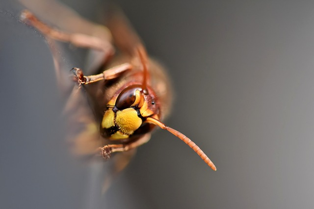 wasp in flight