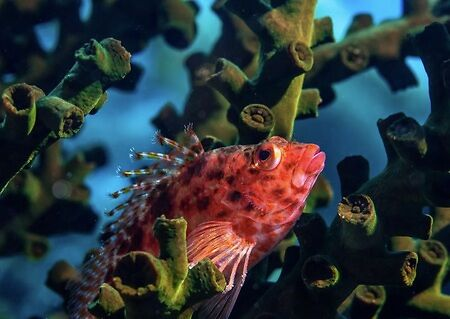 Coral Hawkfish, Fiji Vacation