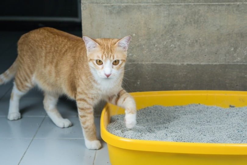 De Beste Stofvrije Kattenbakvulling: Comfort en Hygiëne voor je Kat