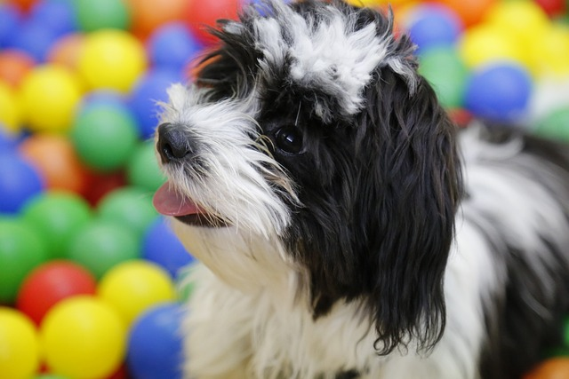 dog, puppy, shih tzus, rough play, indoor playtime, little lion