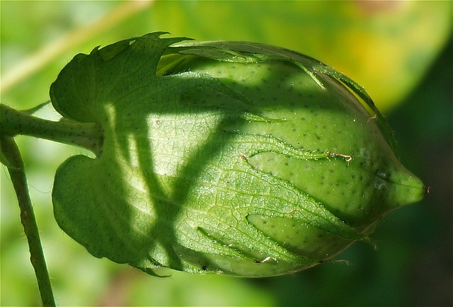 green cotton boll, cotton boll, cotton