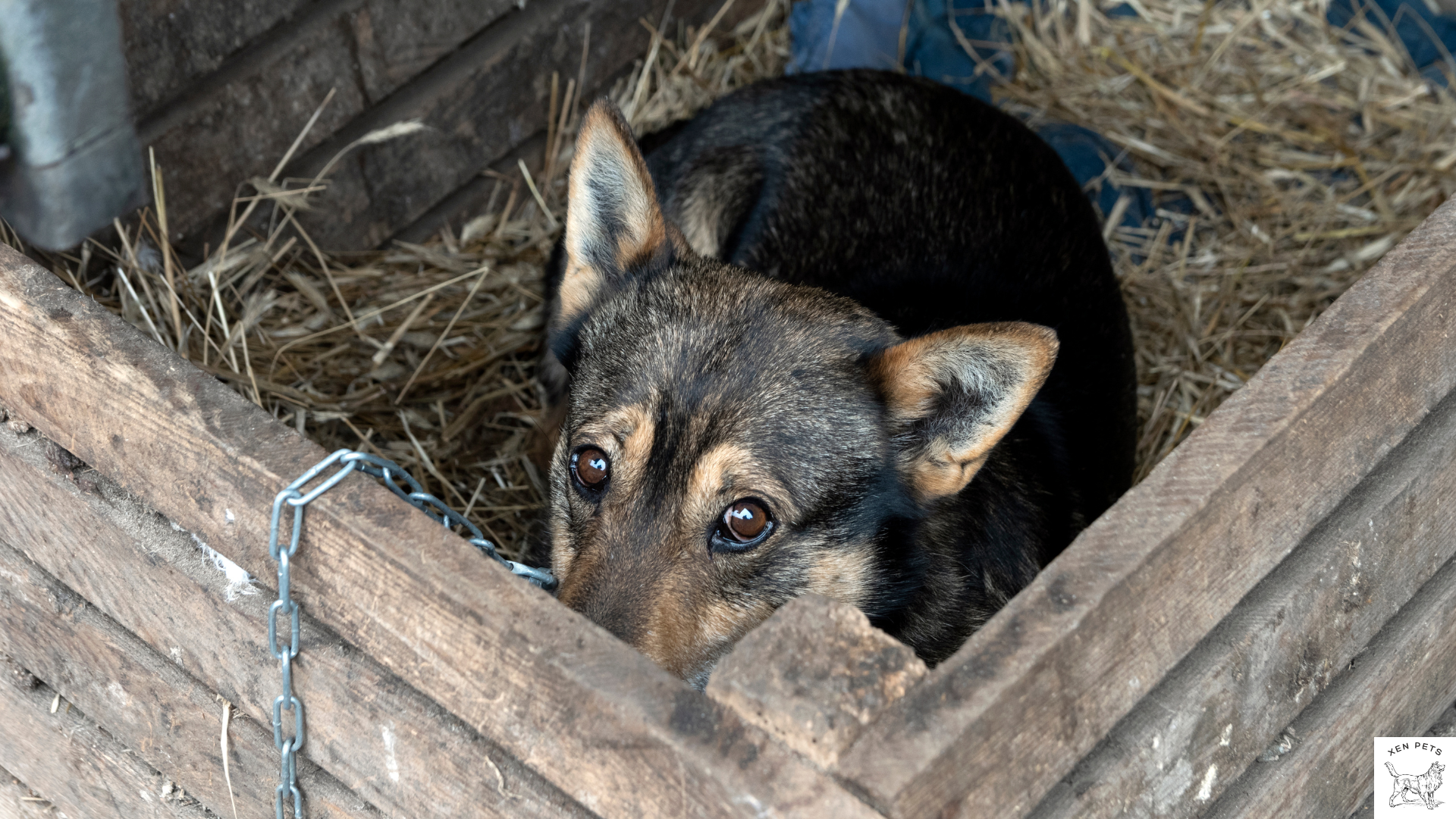 scared dog in a box