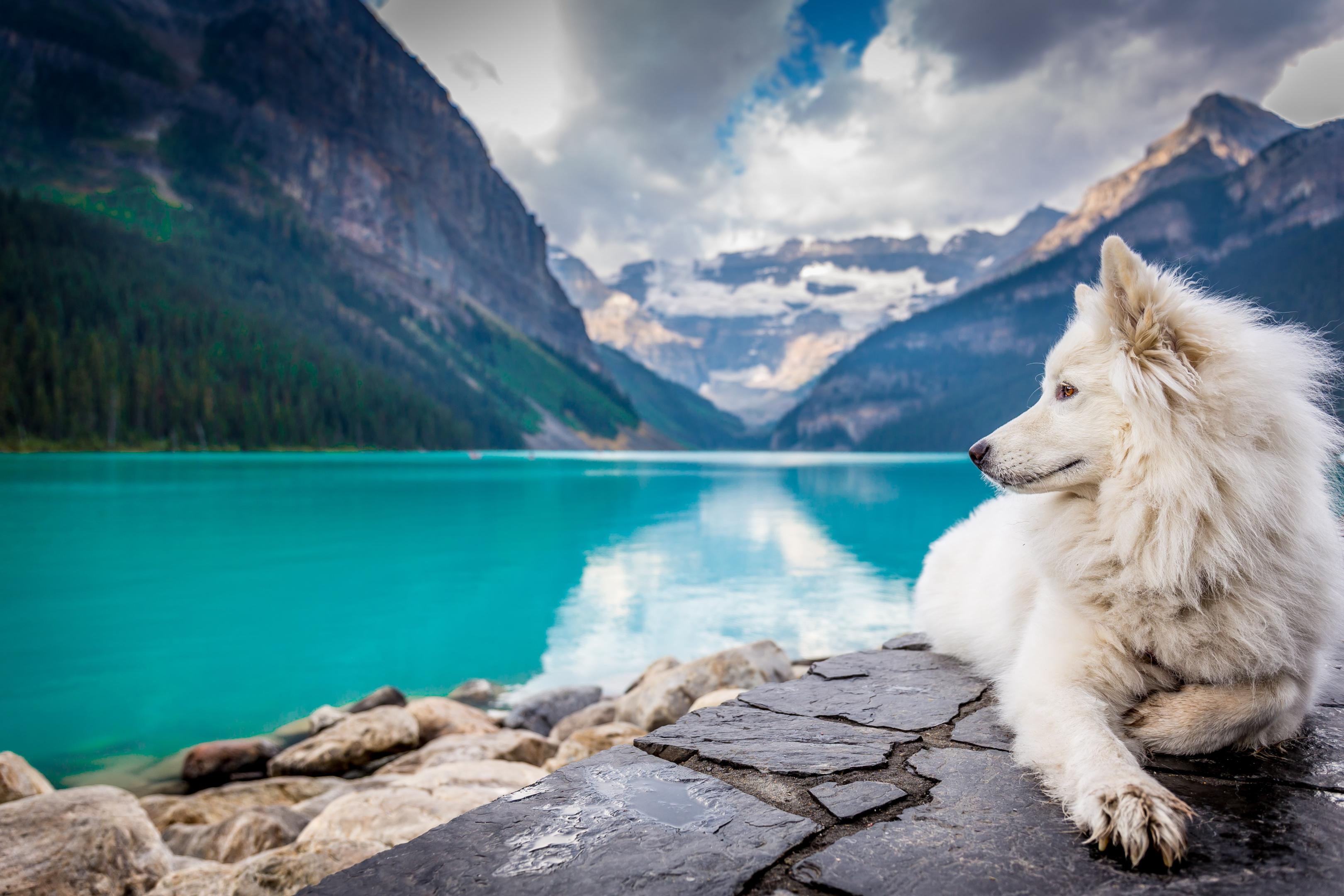 Dog with beautiful views of water and mountains