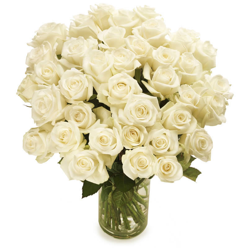 Männern heute weiße Blumen schenken - WEISSE ROSEN