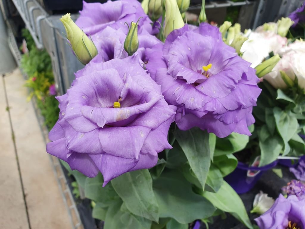 Eustoma
