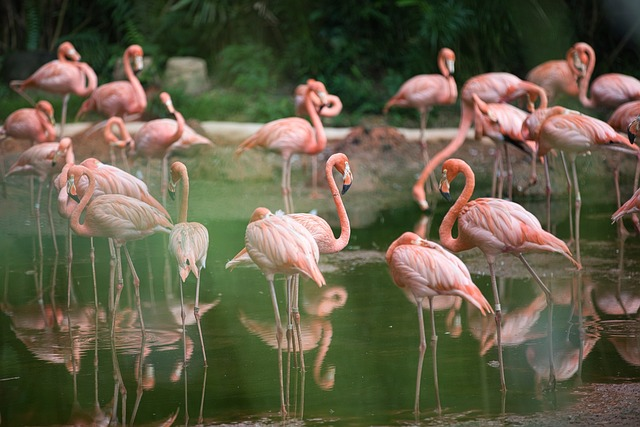 Bird, flamingo, Birds that start with J