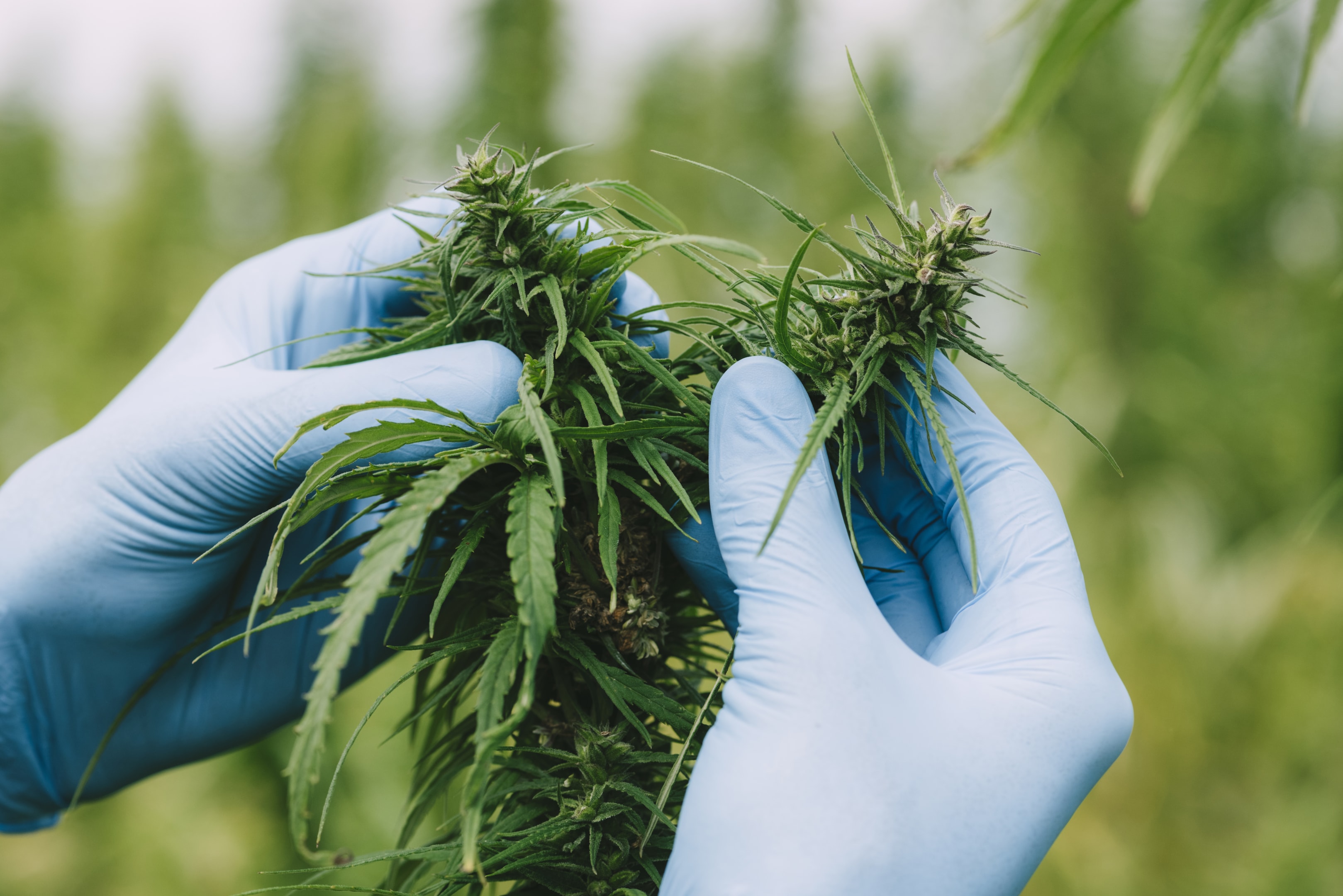 How Is THCA Flower Made? The Science Behind THCA