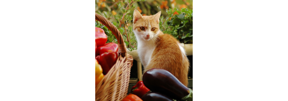 Vegan cat food outlet study