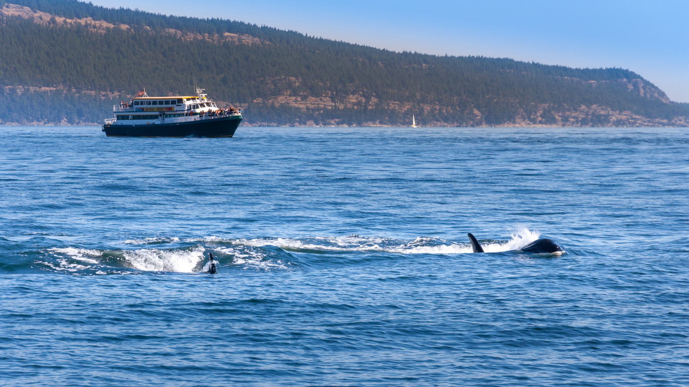 Two Orcas near Vancouver Island, BC - Picture by Fokusiert https://www.canva.com/photos/MADUuCv4iZk/