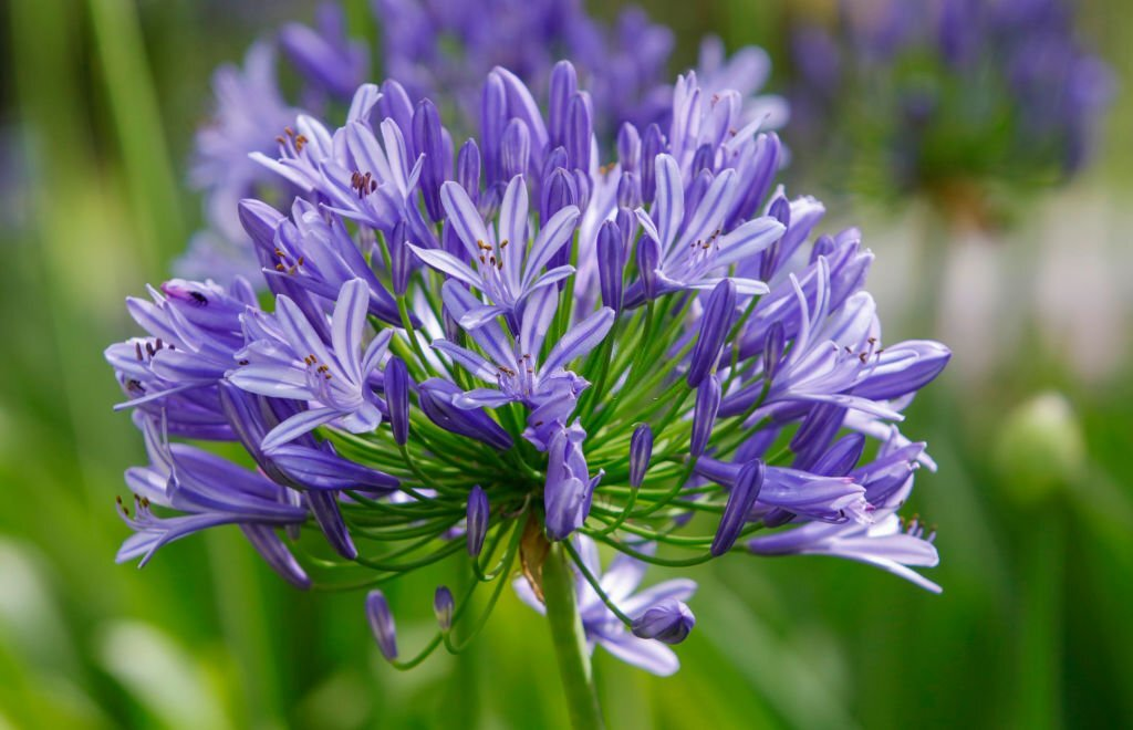 28 Beautiful Flower Names That Start With A 07
