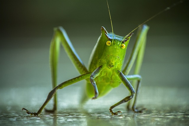 cricket, grasshopper, katydid