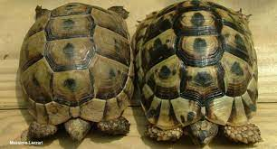 What's the Color of Your Tortoise? - ReptileStartUp.com