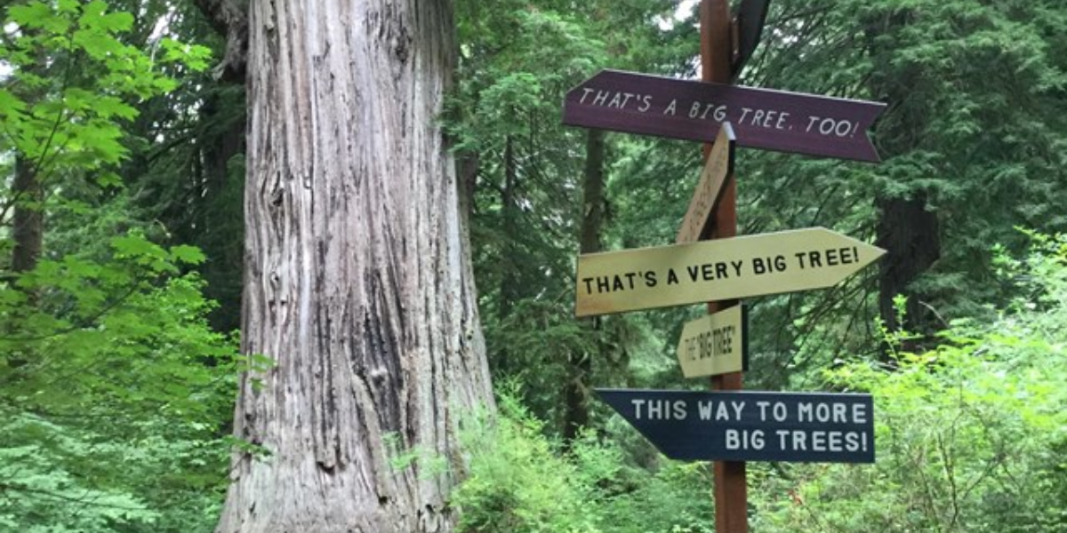 Redwood national park