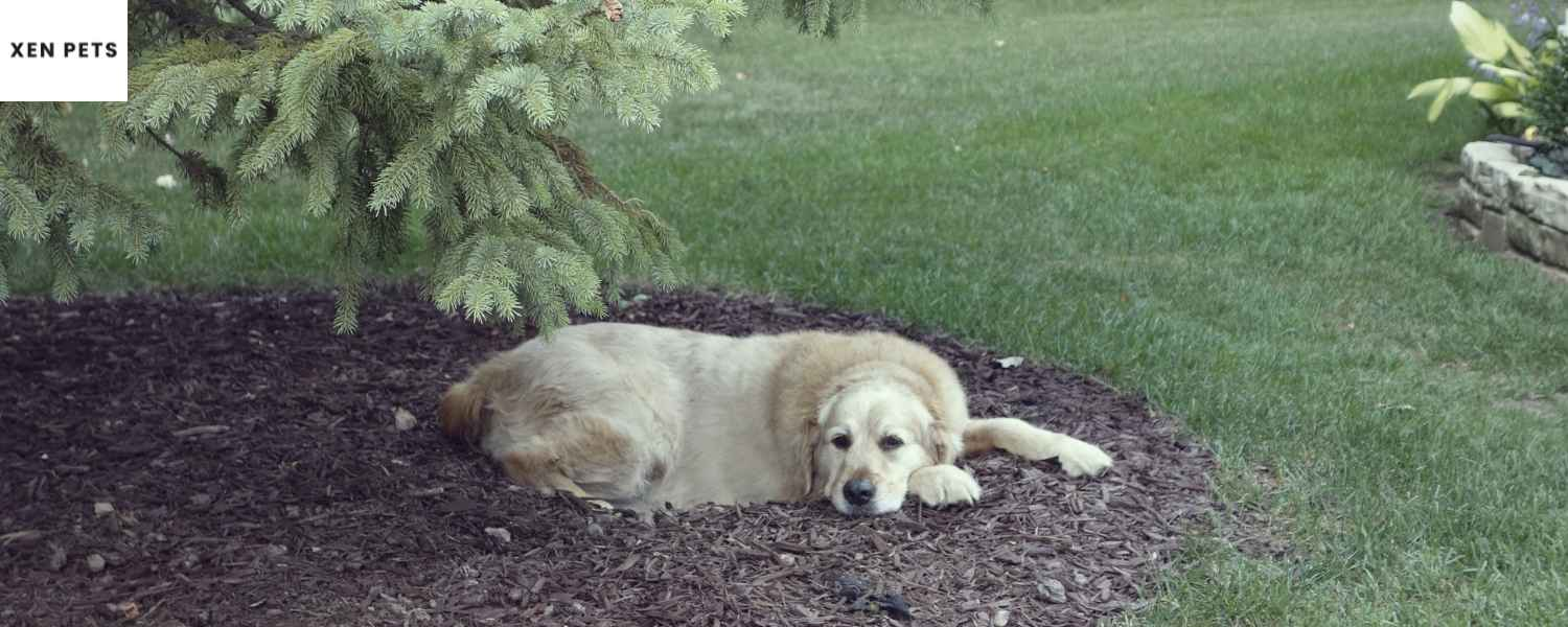 anxiety in golden retrievers