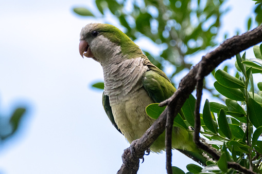 quaker parrot breeding