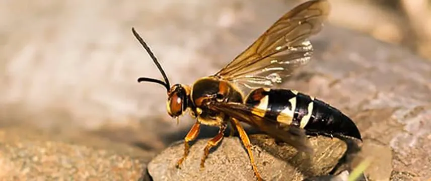 An image of a cicada killer resting on a stone outside.
