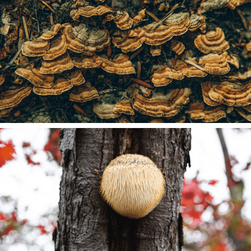                                        Medicinal Mushrooms - Turkey Tail (top) & Lion's Mane (bottom)