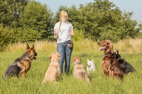 Companionship Benefits Of Multiple Dogs