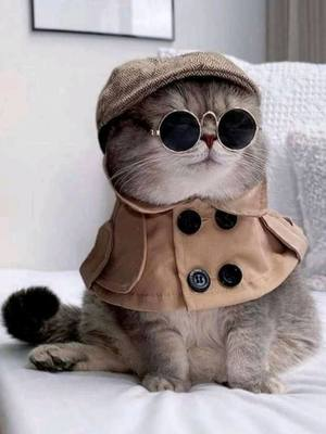 Cat in a detective costume, probably looking for the best deal on men's custom hoodies... or mice