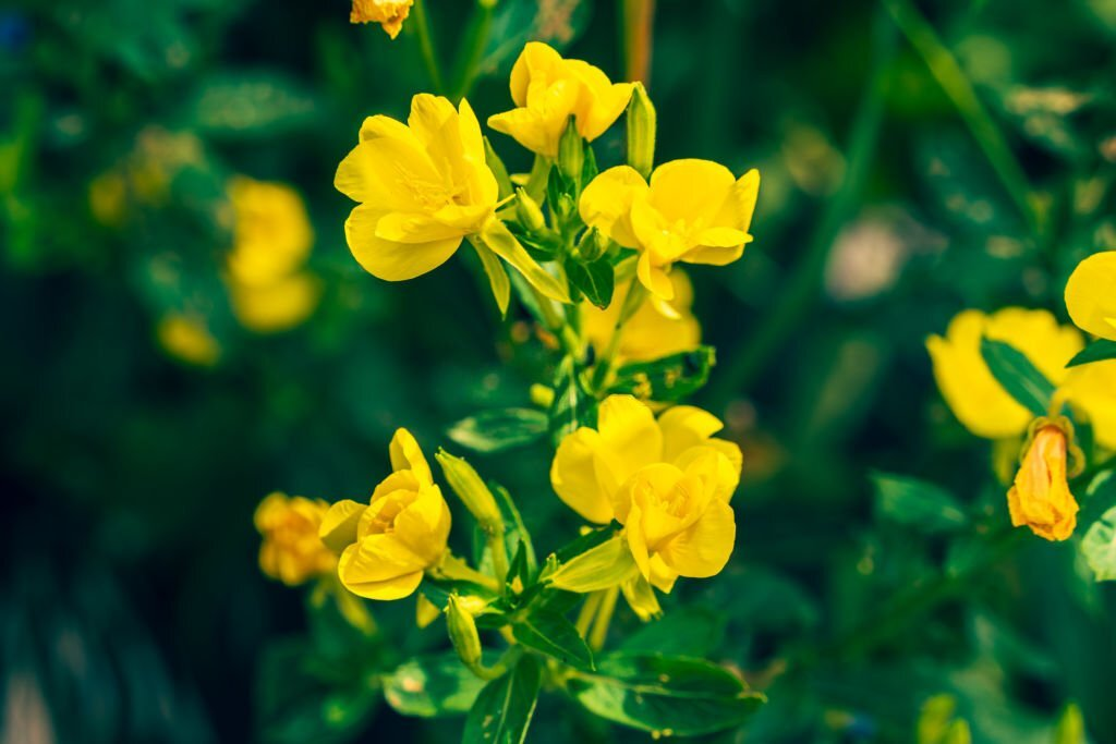 Evening Primrose