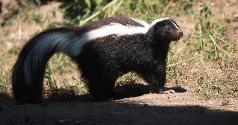 Understanding Skunk Odors