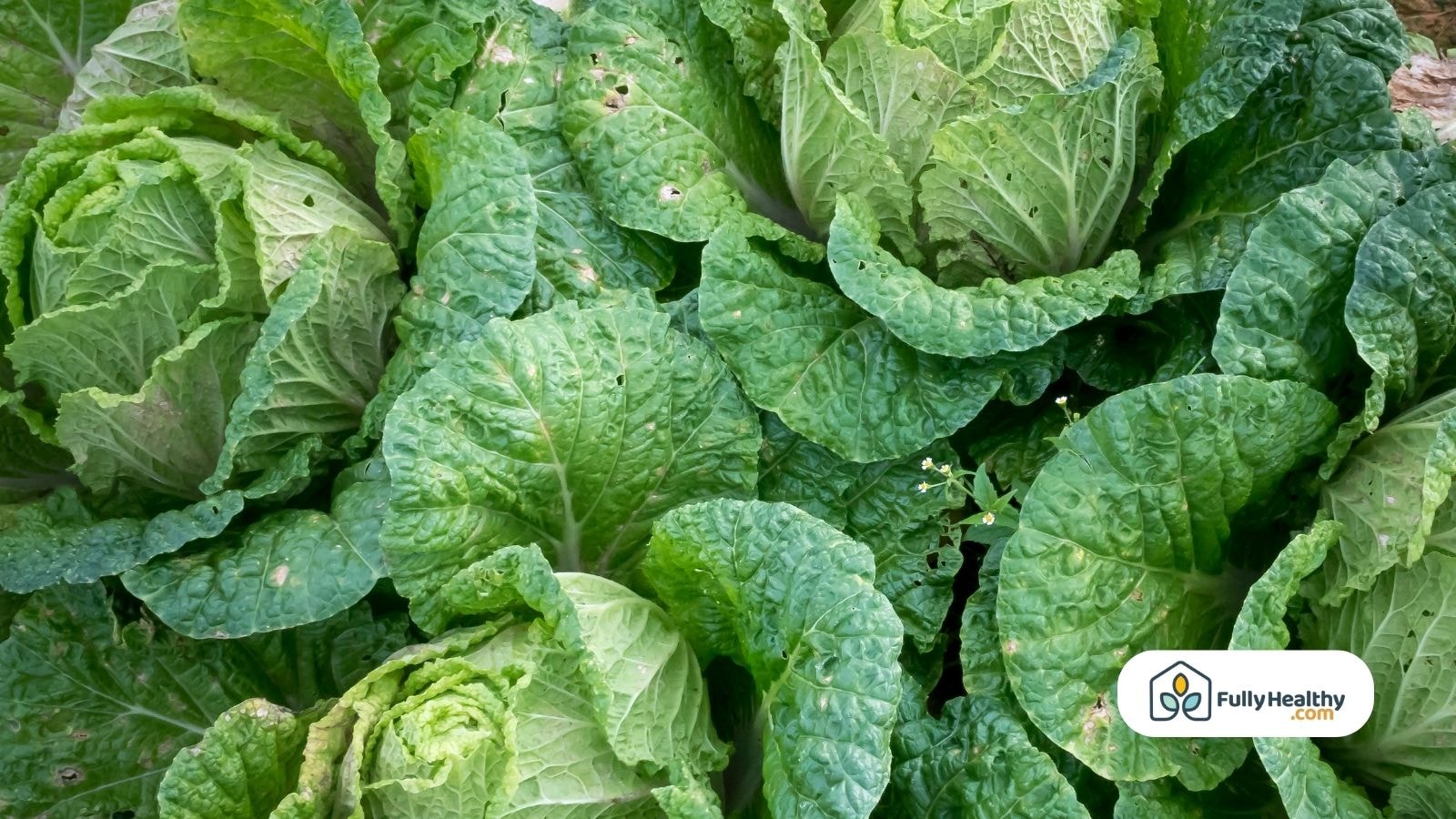 Close-up of green cabbage heads growing in a vegetable garden