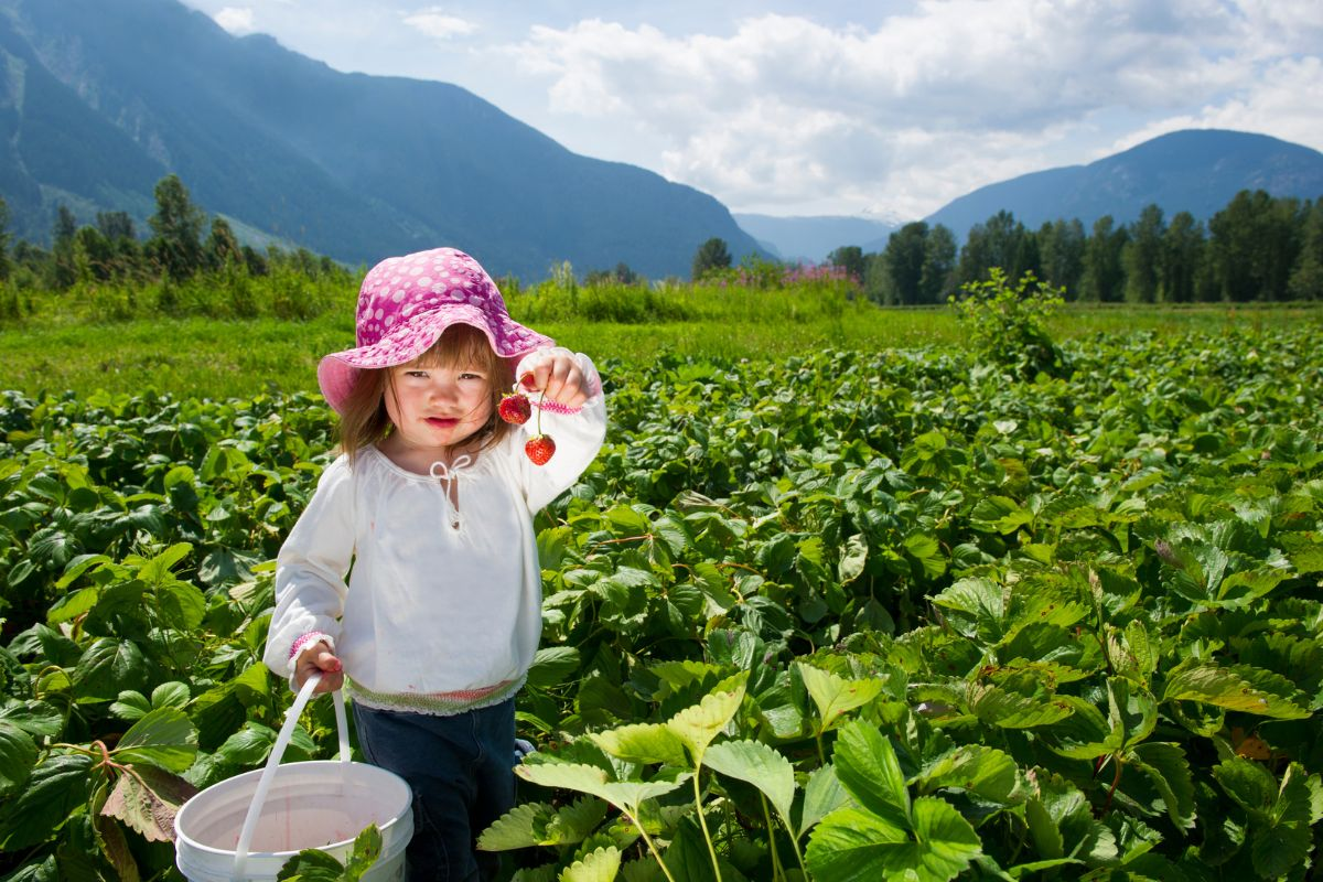 Erdbeeren pflücken in den Ferien