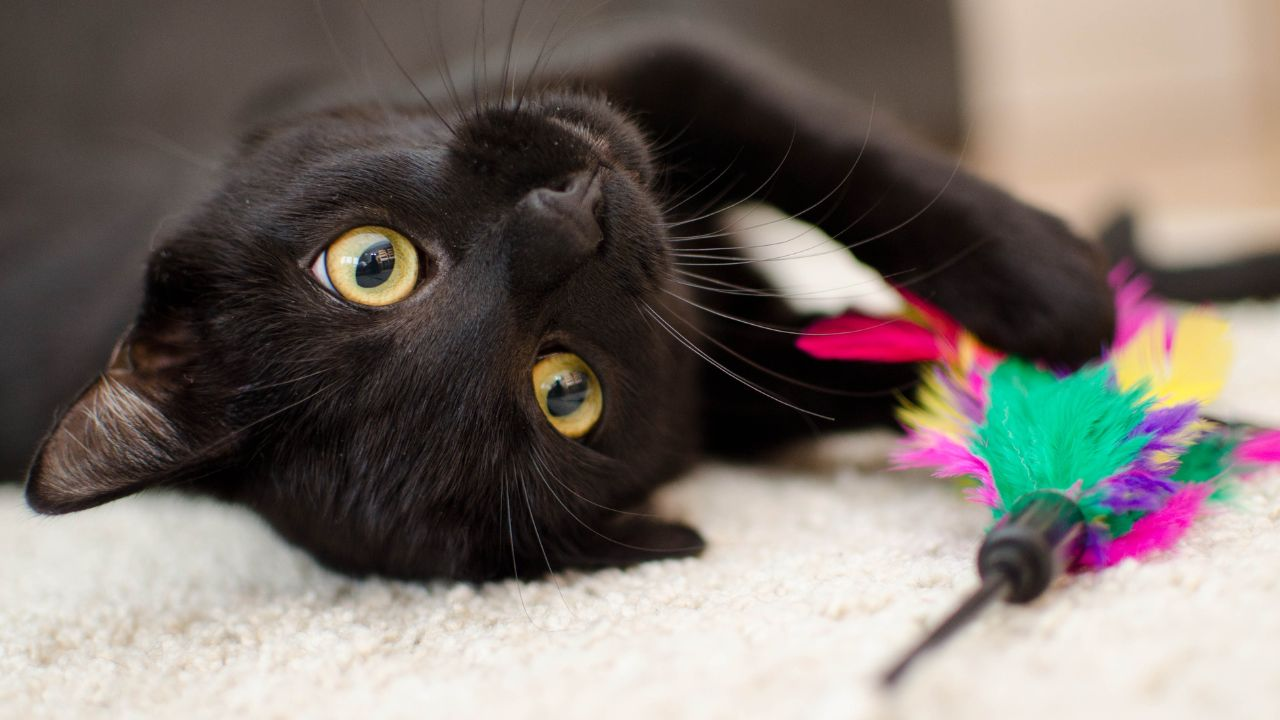 An image of a cute custom cat plush toy, representing our commitment to providing excellent customer support.