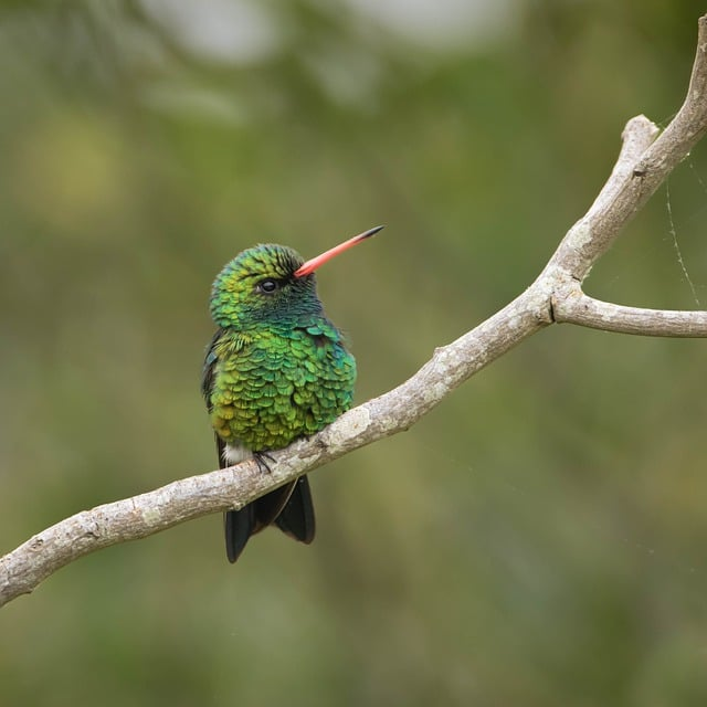 hummingbird, brilliant bellied emerald, bird