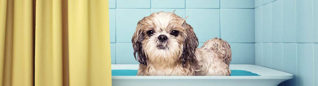 dog an oatmeal bath, oatmeal bath for dogs, homemade oatmeal bath