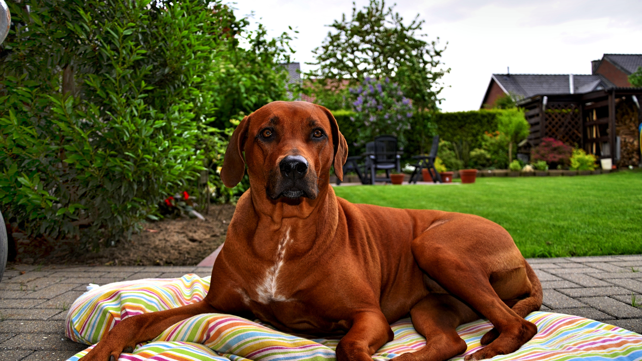 A red Rhodesian Ridgeback laying in a large backyard