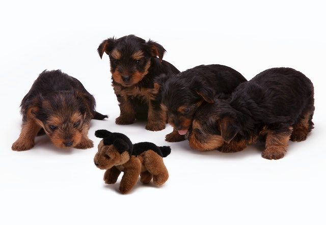 does teething in puppies cause diarrhea