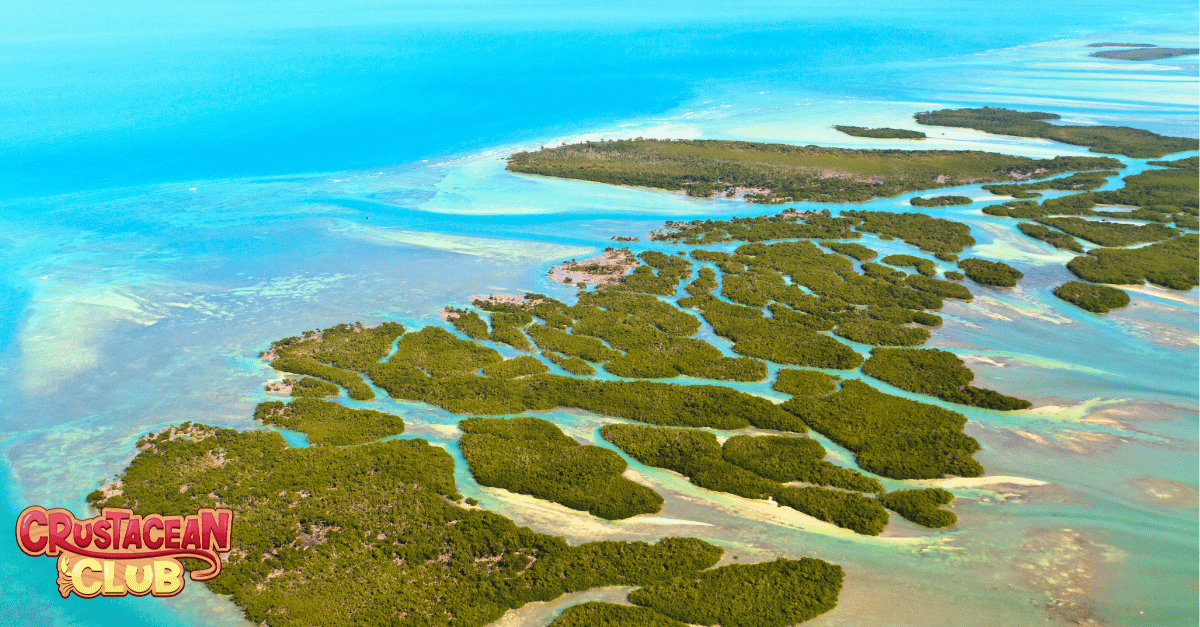 An image of the Florida Keys. A great spot for lobster hunting