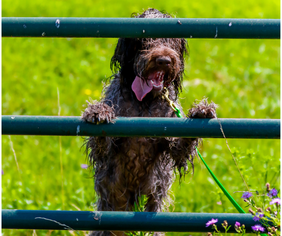 An adult wirehaired pointing griffon standing against a fence
