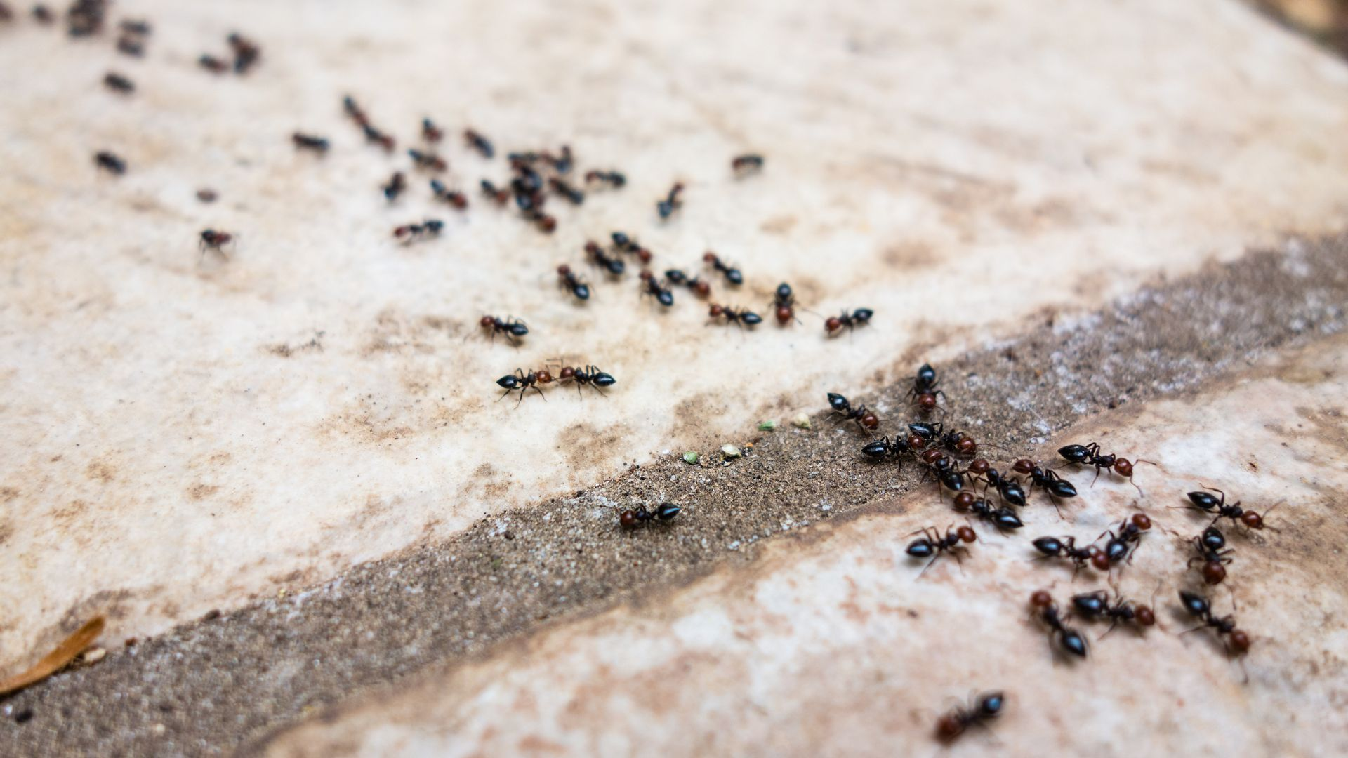 An image of an ant pheremone trail.