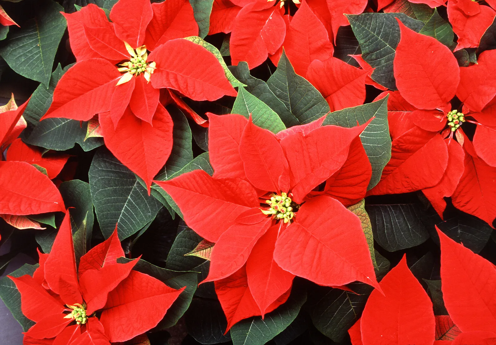 Poinsettias