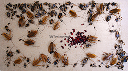 An image showing German cockroaches stuck to a glue board.