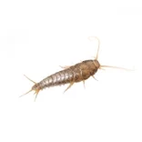 Silverfish