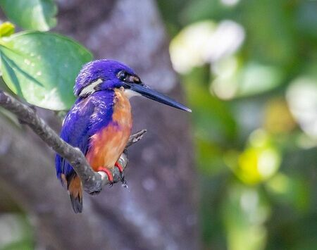 Azure Kingfisher