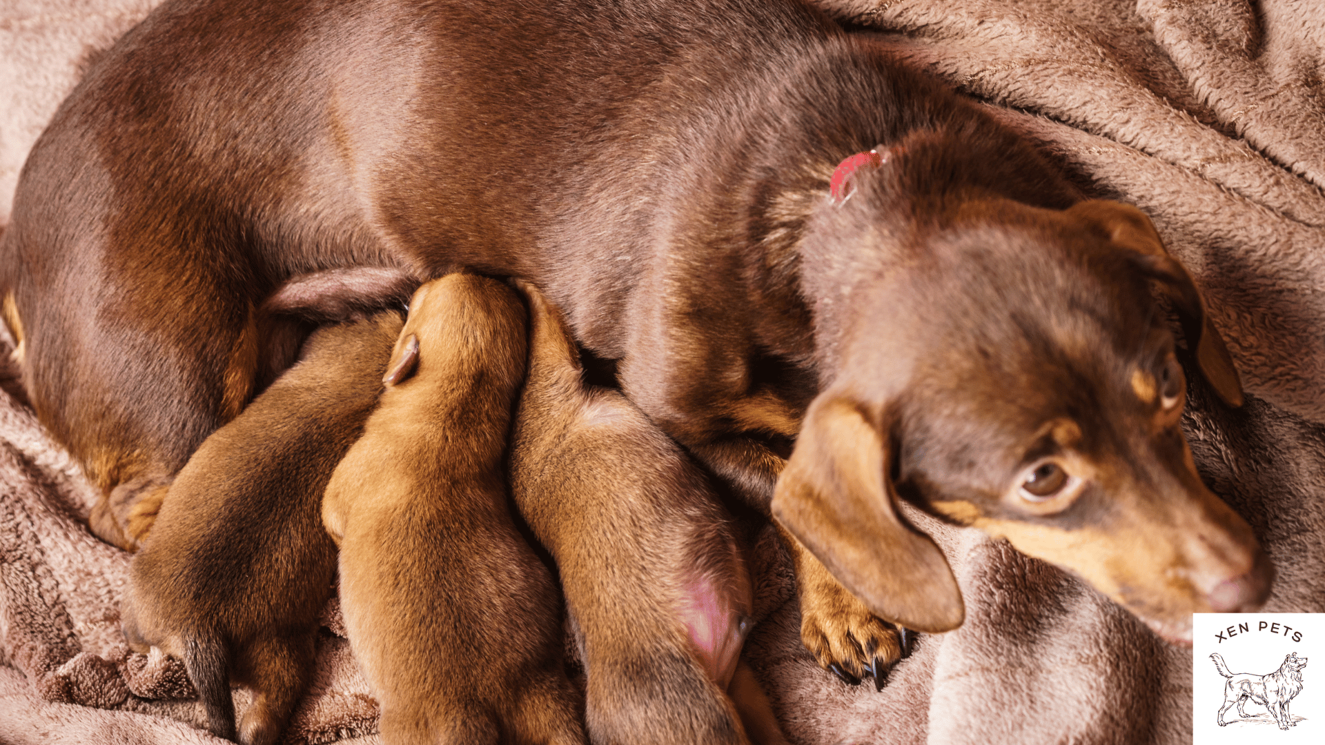 puppies nursing