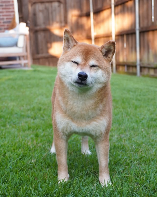 shiba inus are highly expressive. 