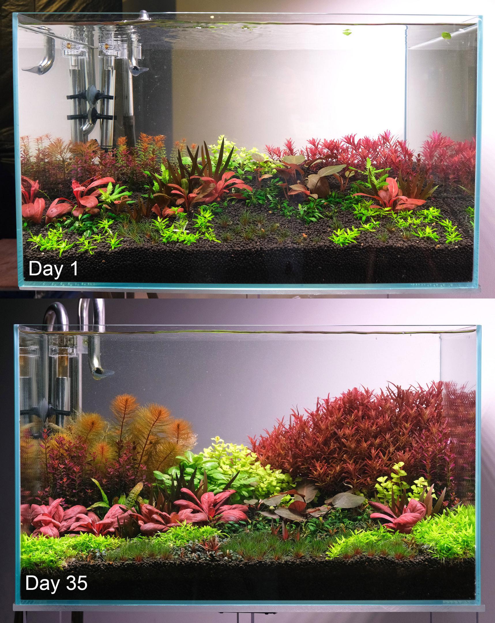 Aquarium with exotic and rare aquarium plants