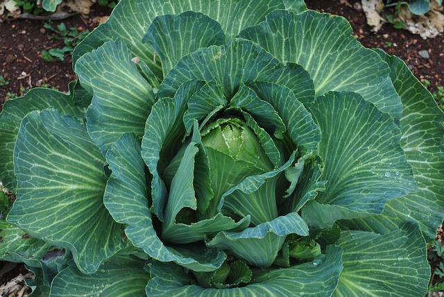 cabbage, vegetables, food