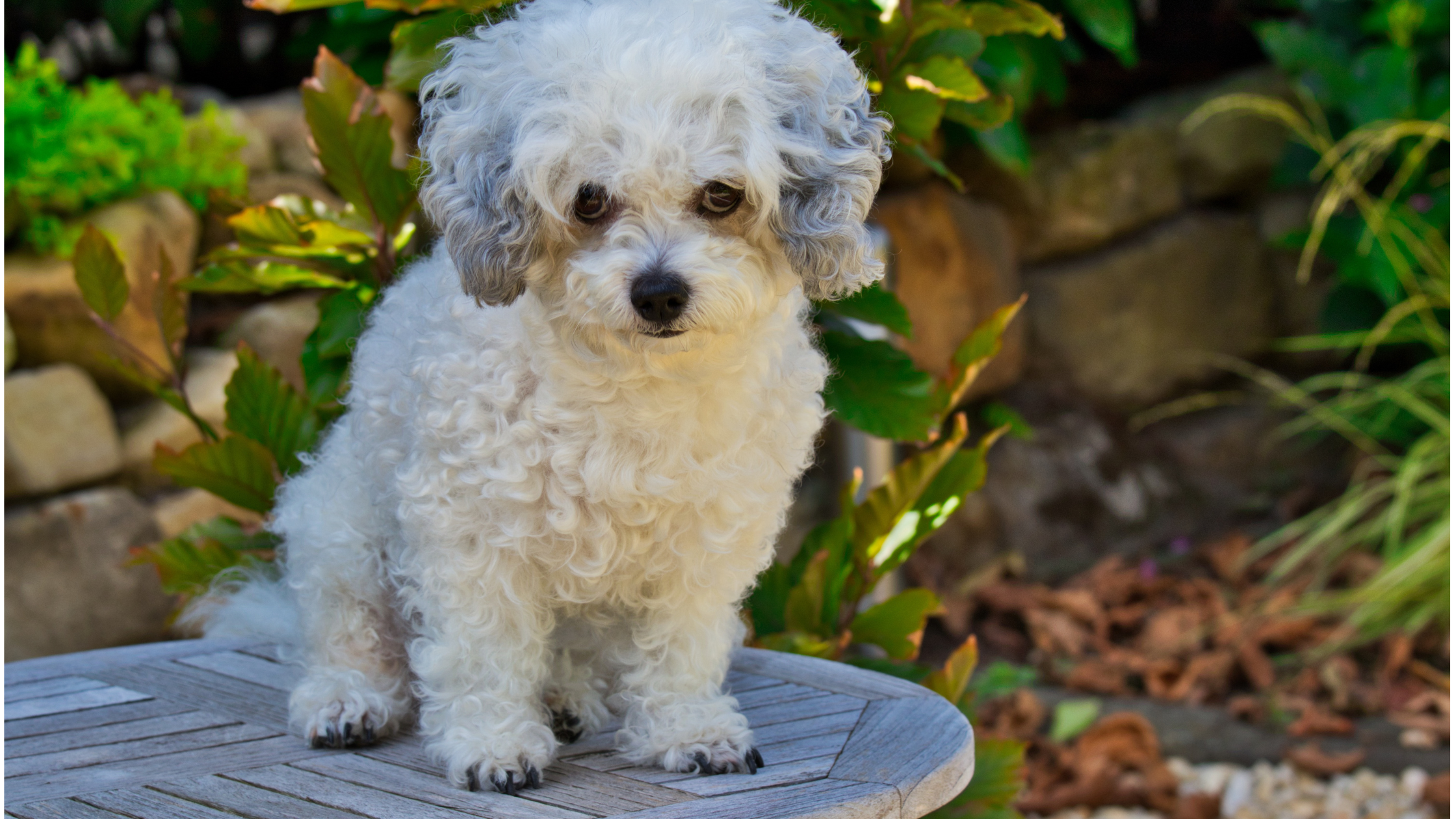A Bolonka dog sitting on a small table in a garden