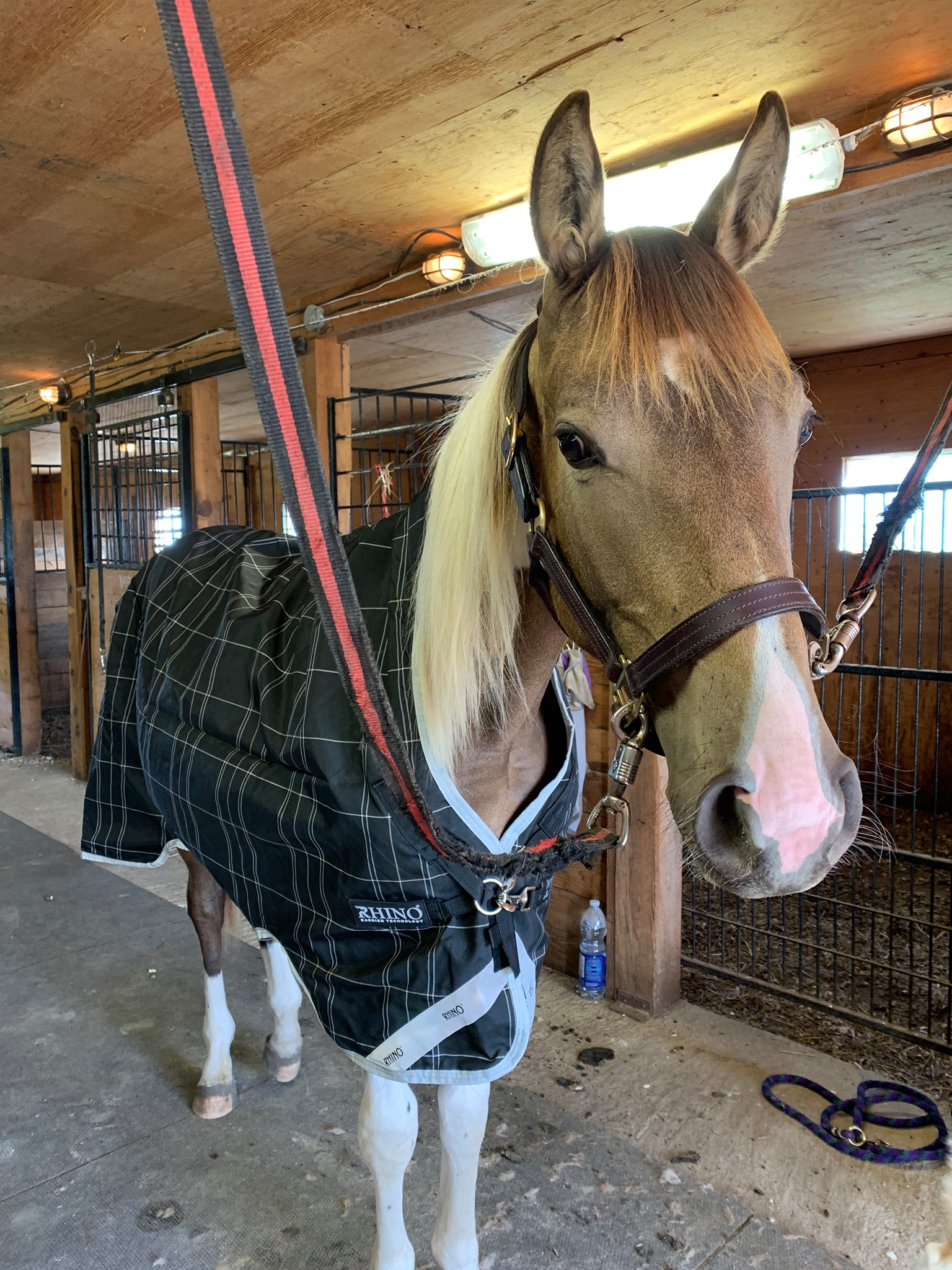 warmblood yearling wearing a rain sheet
